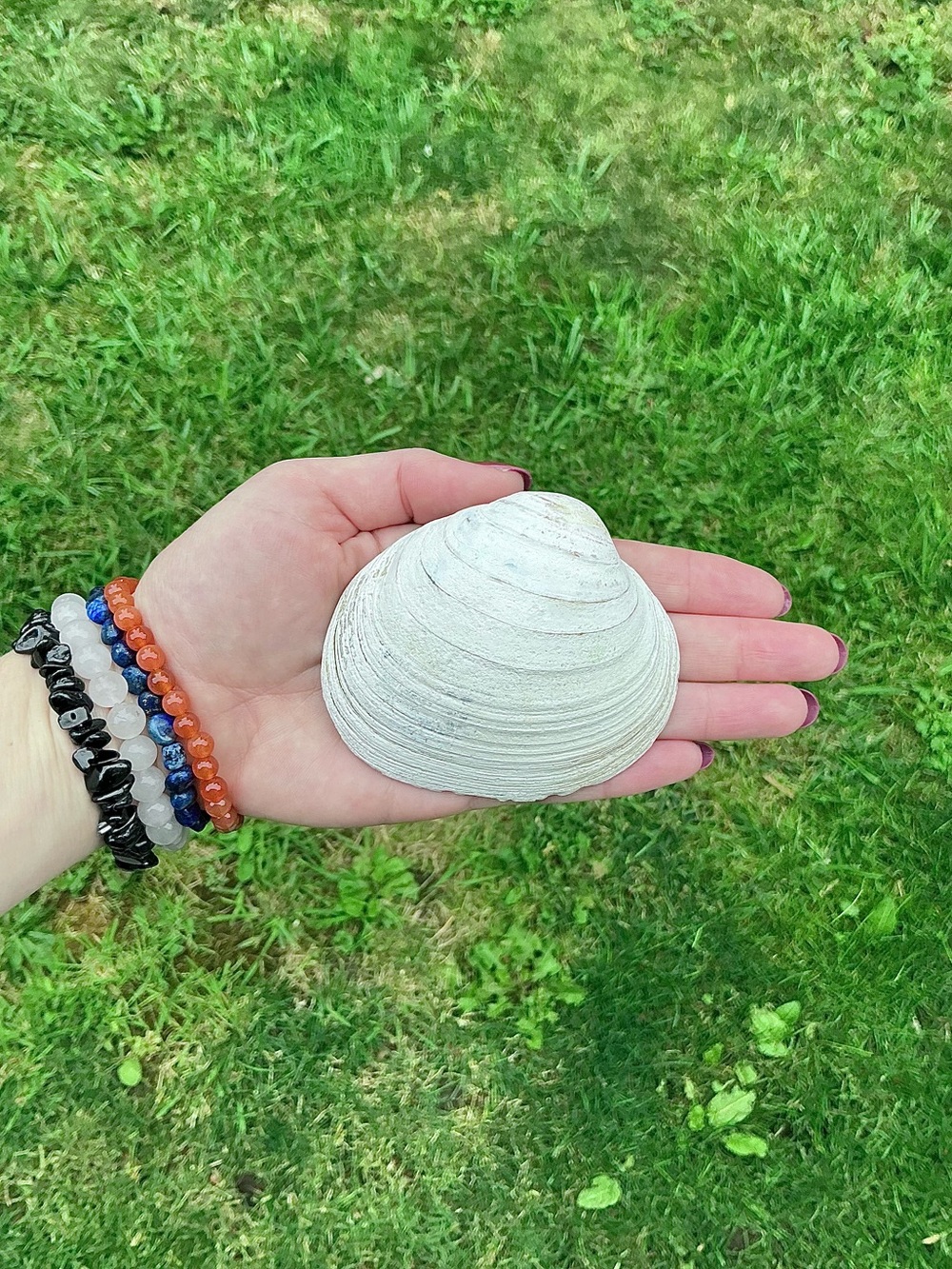 Natural White Sea Shell - Decorative Beach Display